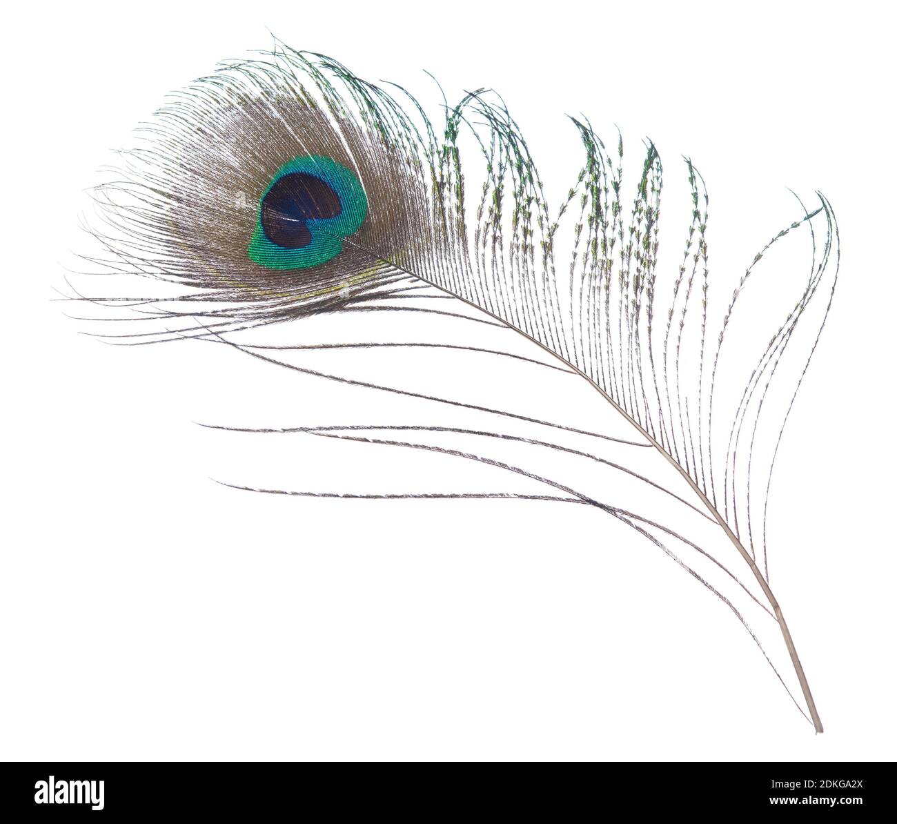 Real peacock Cut Out Stock Images & Pictures - Alamy