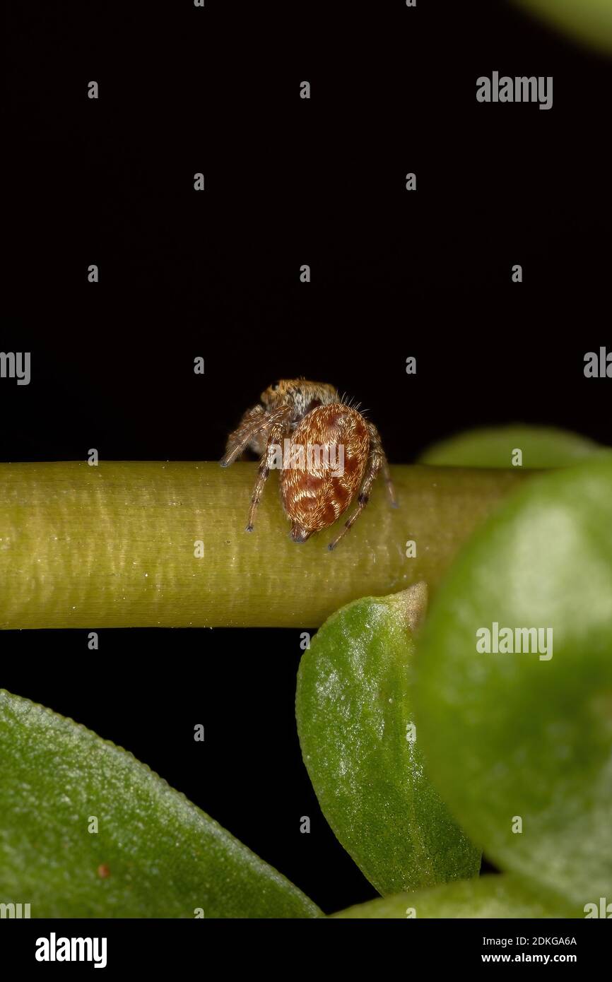 Small orange jumping spider of the Subtribe Dendryphantina in a Common Purslane plant of the species Portulaca oleracea Stock Photo