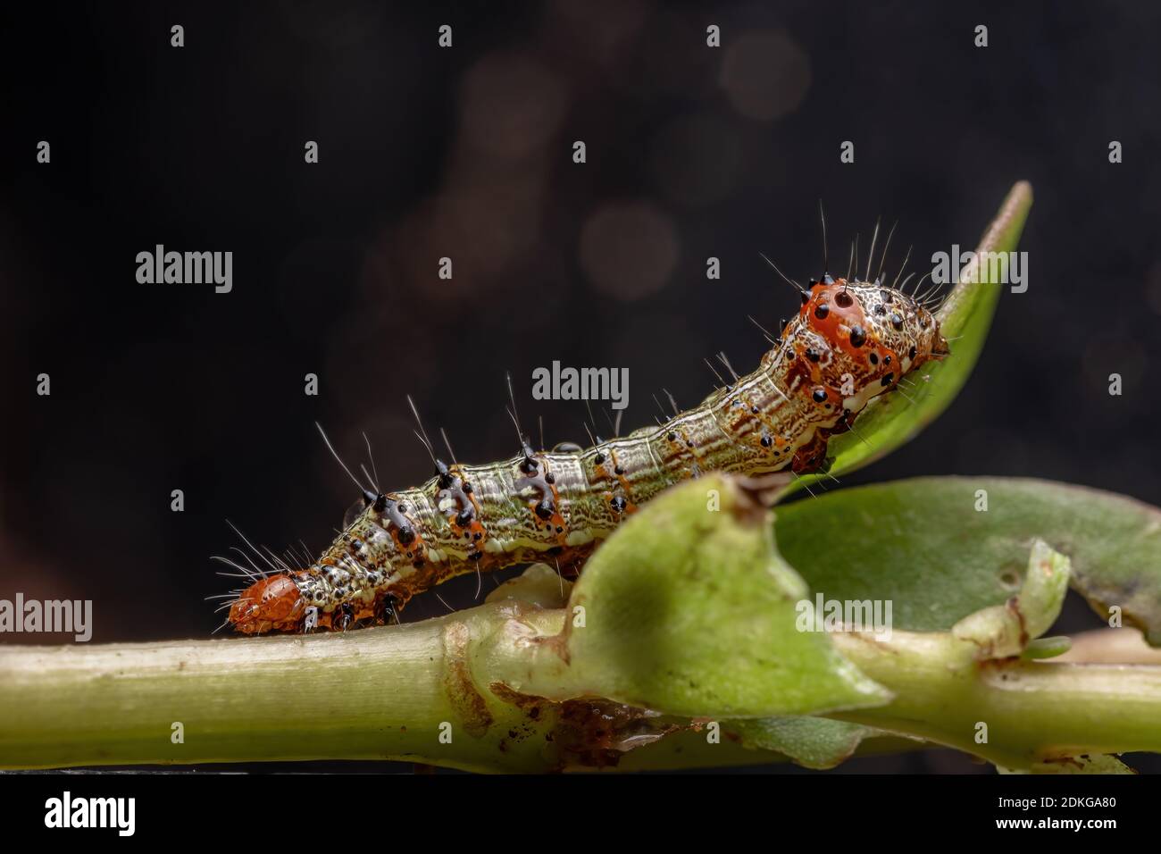 Caterpillar of the order lepidoptera eating a Common Purslane plant of the species Portulaca oleracea Stock Photo
