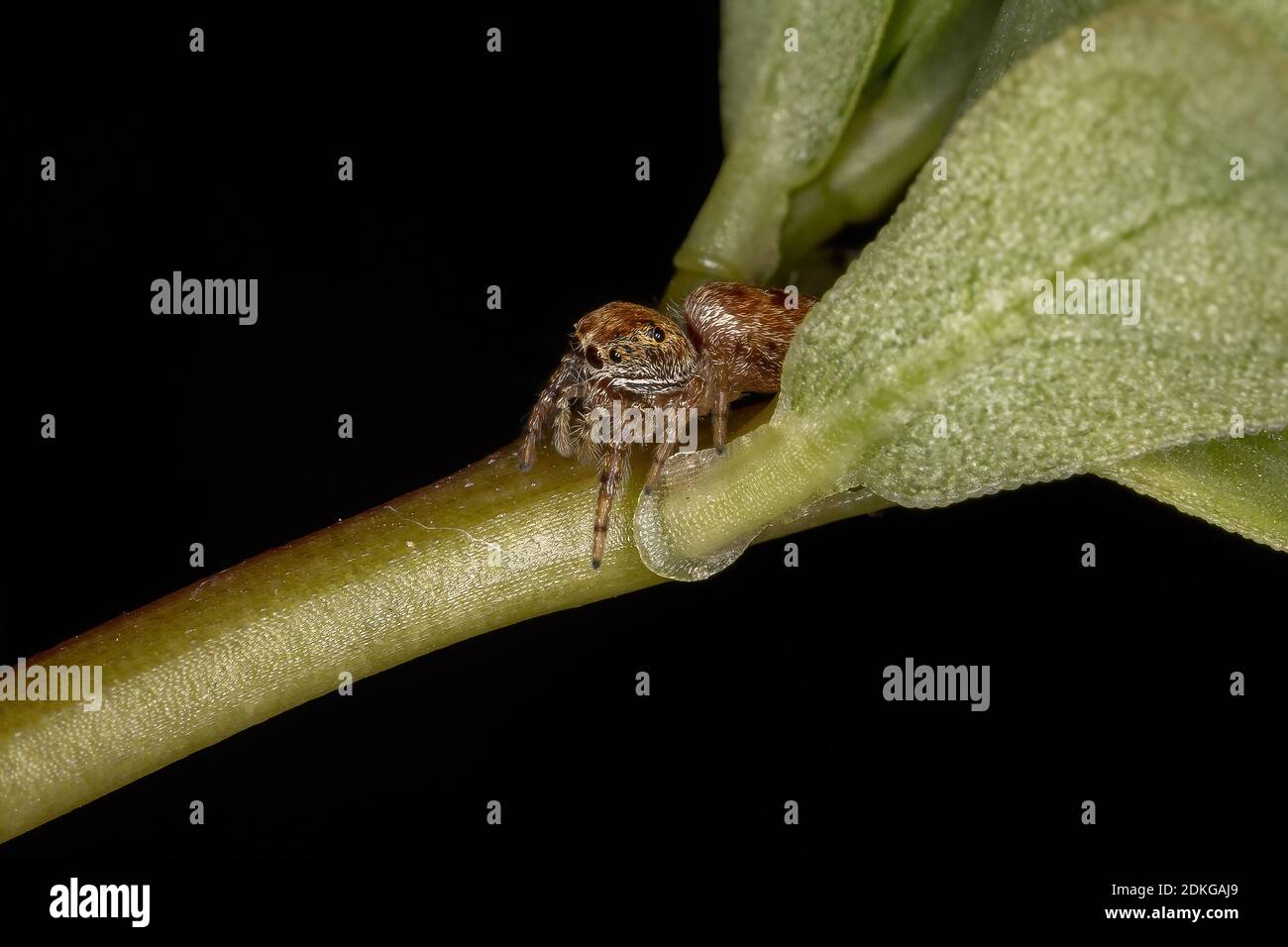 Small orange jumping spider of the Subtribe Dendryphantina in a Common Purslane plant of the species Portulaca oleracea Stock Photo
