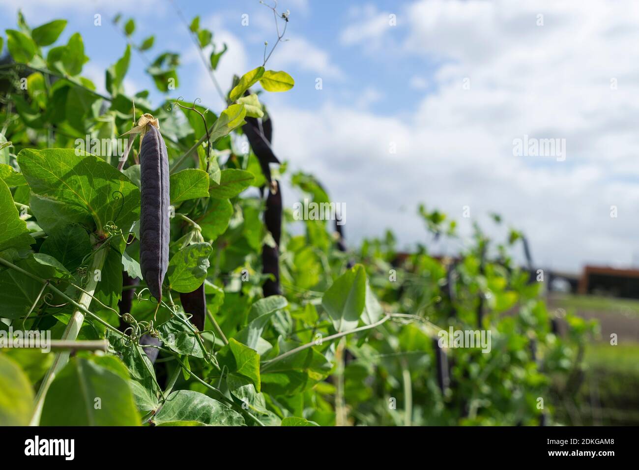 Marrowfat pea plant. Green vegetable marrow  growing on bush in a vegetable garden Stock Photo