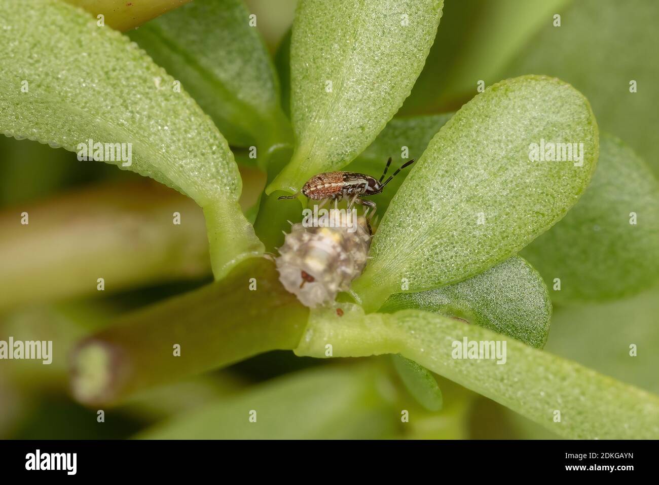 Seed bug nymph of the Subfamily Orsillinae on a Common Purslane plant of the species Portulaca oleracea Stock Photo