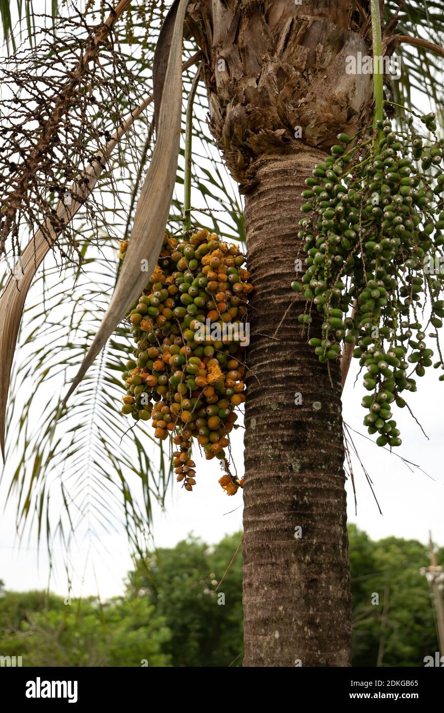 Queen Palm Tree Fruit : A Queen Palm Syaqrus Romanzoffiana Tree And Fruits B Download Scientific Diagram - Here are some guidelines about queen palm tree care.