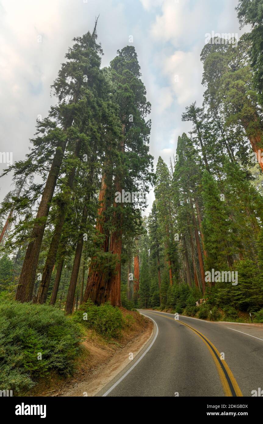 Big Trees Trail in Sequoia National Park where are the biggest trees of