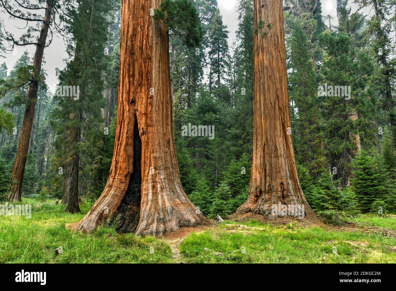Big Trees Trail in Sequoia National Park where are the biggest trees of