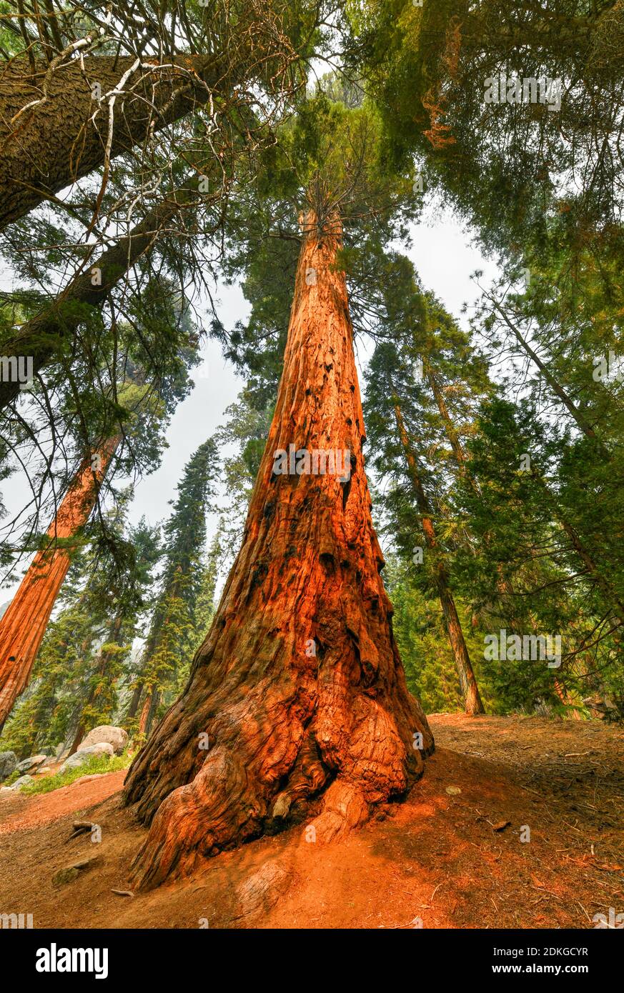 Big Trees Trail in Sequoia National Park where are the biggest trees of