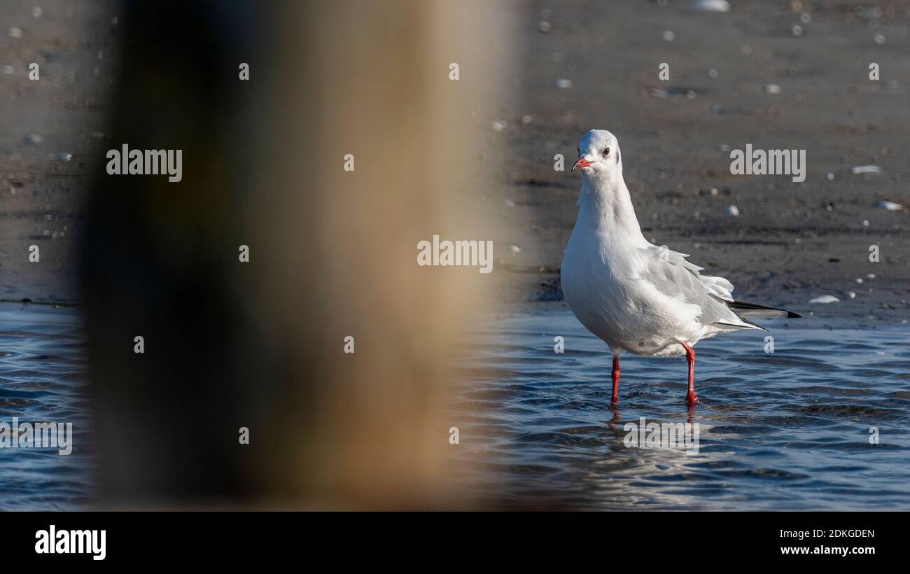 Black-headed gull (Chroicocephalus ridibundus) stands on the beach, Prerow port of emergency, Fischland-Darß-Zingst, Baltic Sea, Mecklenburg-Western Pomerania, Germany Stock Photo