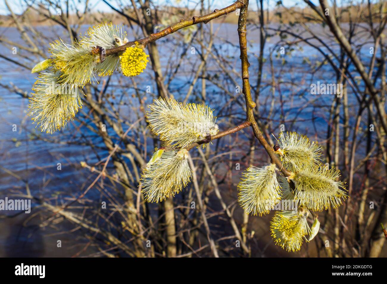 Male catkins of Salix caprea, known as goat willow, on branch in sunny spring day. Selective focus Stock Photo