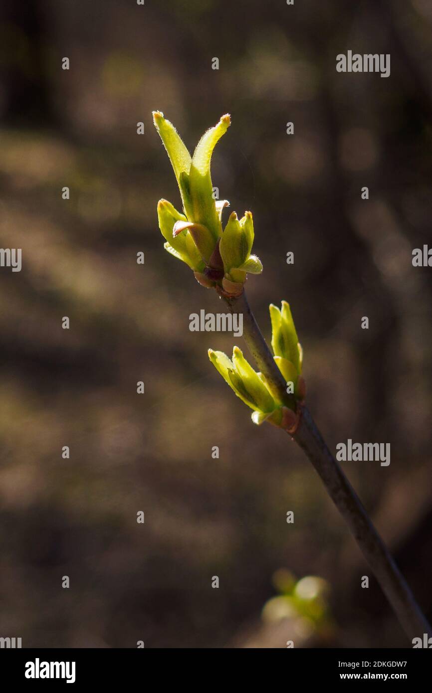 Close-up of branch with young green leaves in spring day. Vertical view Stock Photo