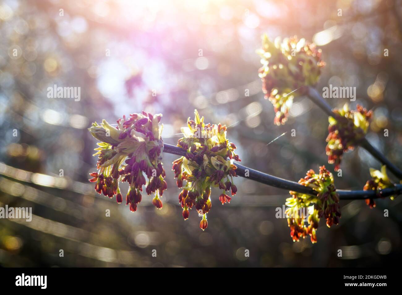 Close-up Acer negundo flowers against sunshine in springtime. Selective focus Stock Photo