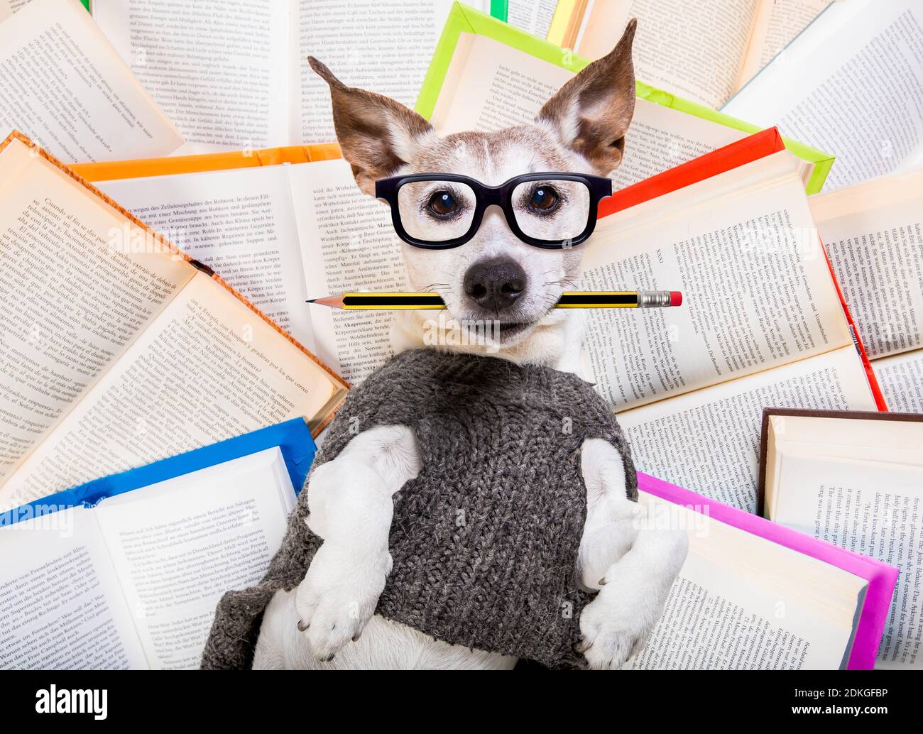jack russell dog reading a book with nerd glasses, looking smart and  intelligent, lying on books Stock Photo - Alamy, image size:1300x1034