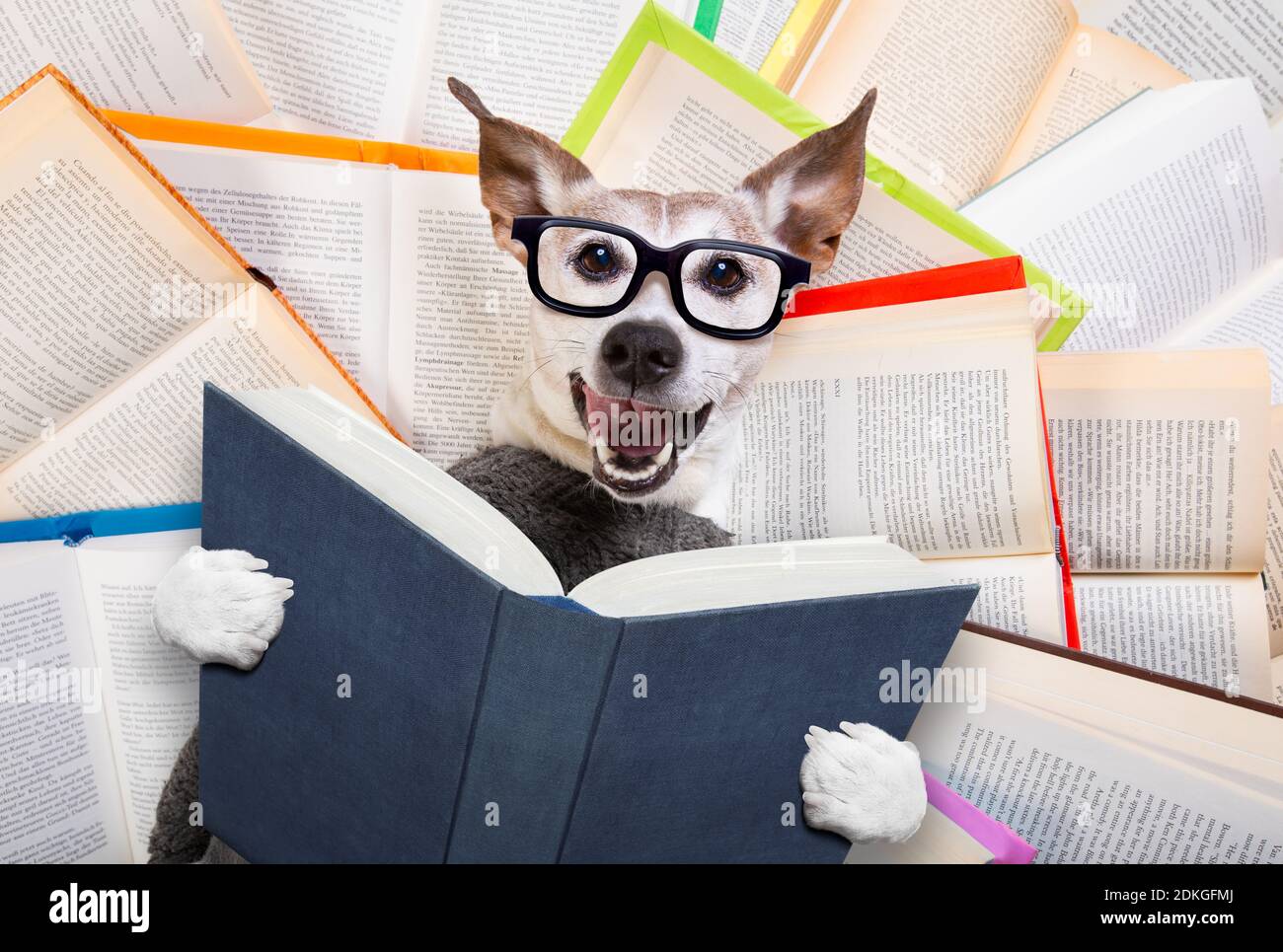 jack russell dog reading a book with nerd glasses looking smart and intelligent lying on books Stock Photo Alamy