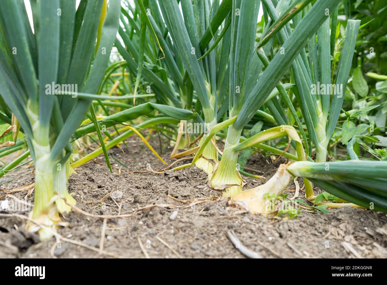 Onion plant close-up of growing green onion in the vegetable garden ...