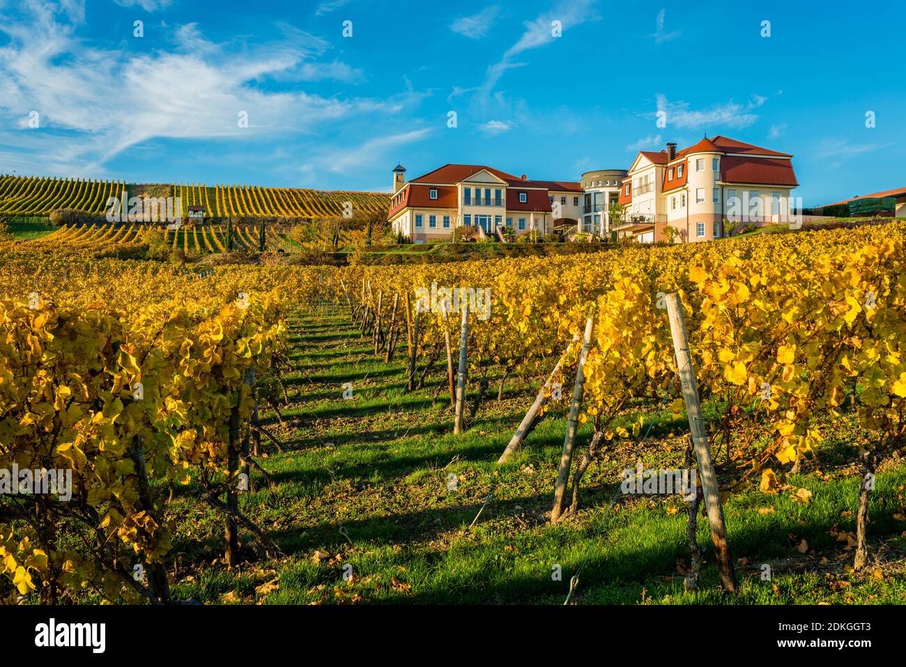 Autumn mood in Rheinhessen, golden October, vineyard near Vendersheim, Stock Photo