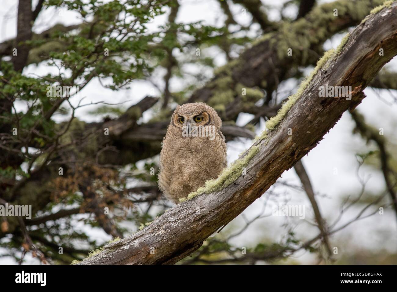Branch of a Magellanic Eagle Owl looks down from a moss-covered tree in Torres del Paine National Park in Patagonia, Chile Stock Photo