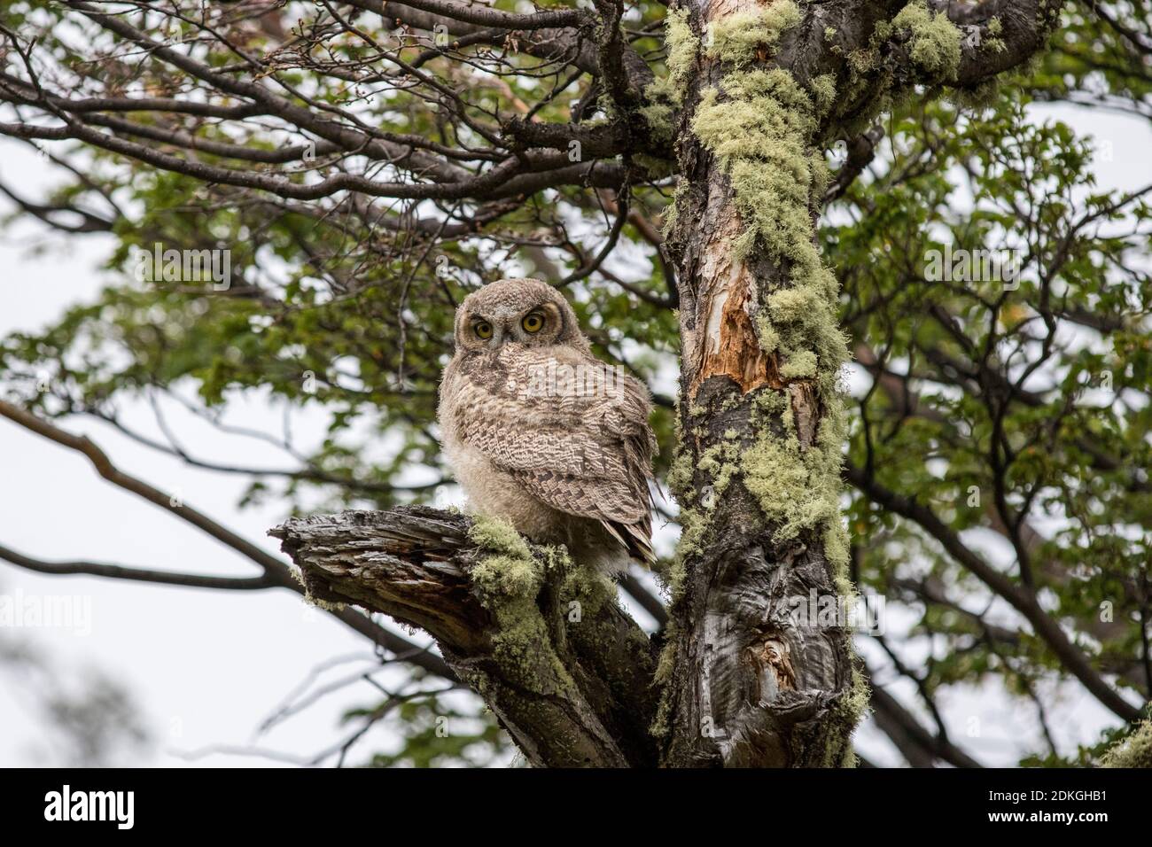 Branch of a Magellanic Eagle Owl looks down from a moss-covered tree in Torres del Paine National Park in Patagonia, Chile Stock Photo