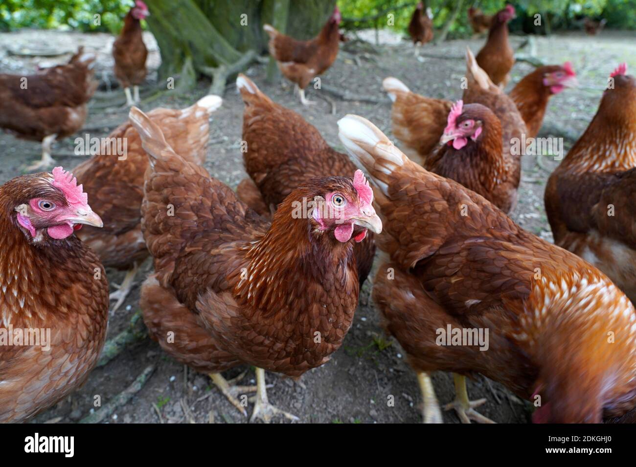 Free range poultry chicken farm free range hen farm Stock Photo Alamy