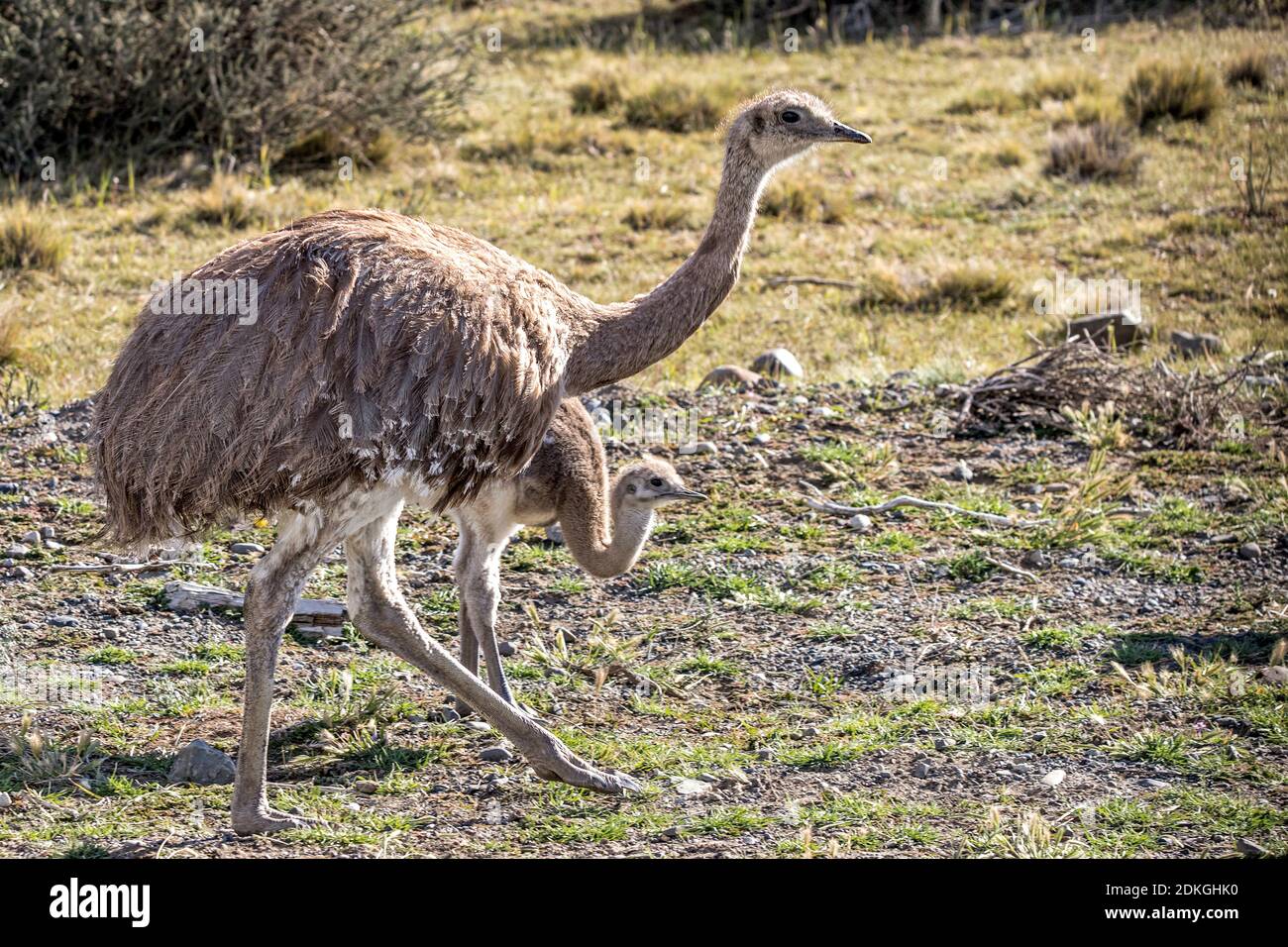 Rhea with cub in Patagonia Stock Photo