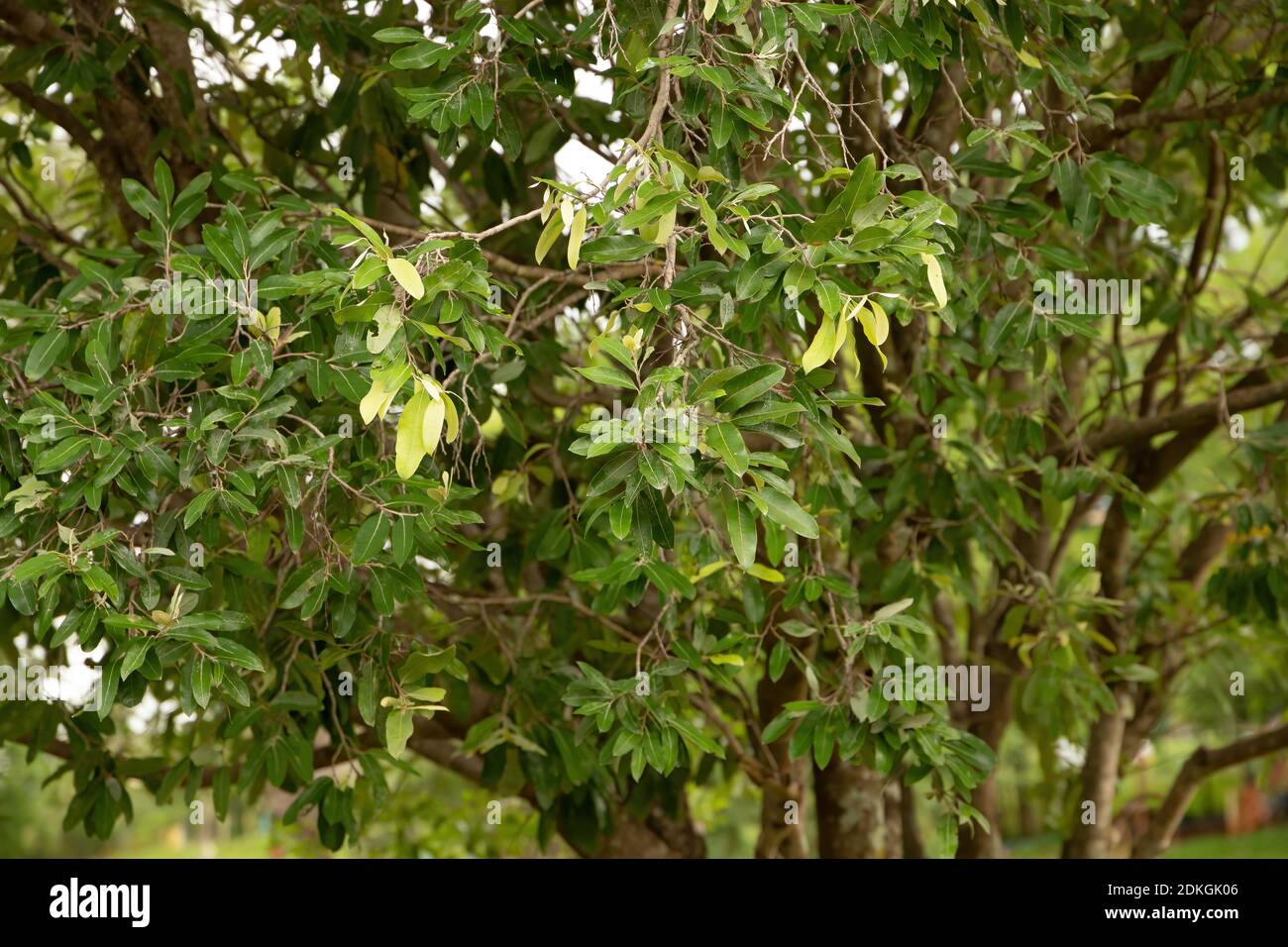 Foliage of the South American plant called oiti of the species Licania tomentosa Stock Photo
