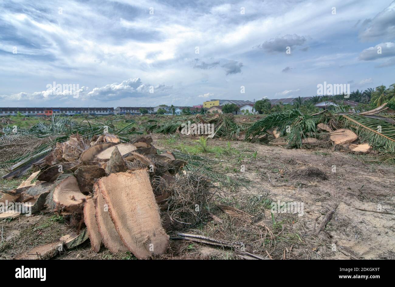 Palm Tree Deforestation Stock Photo Alamy