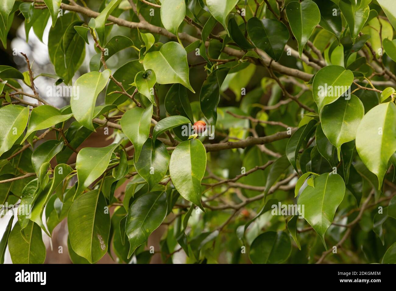 Foliage of Weeping Fig Tree of the species Ficus benjamina Stock Photo