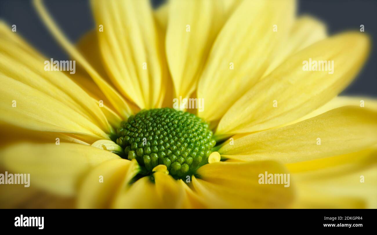 Close up photograph of yellow daisy gerbera flower showing the stamen and petals Stock Photo