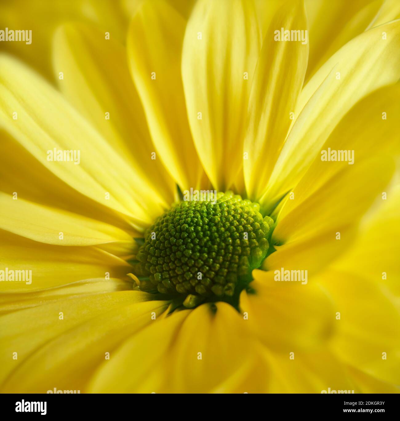 Close up photograph of yellow daisy gerbera flower showing the stamen and petals Stock Photo