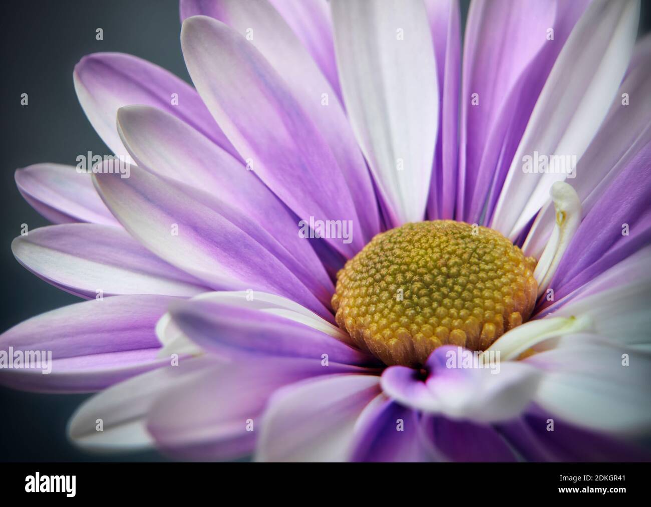 Close up photograph of purple daisy gerbera flower showing the stamen and petals Stock Photo