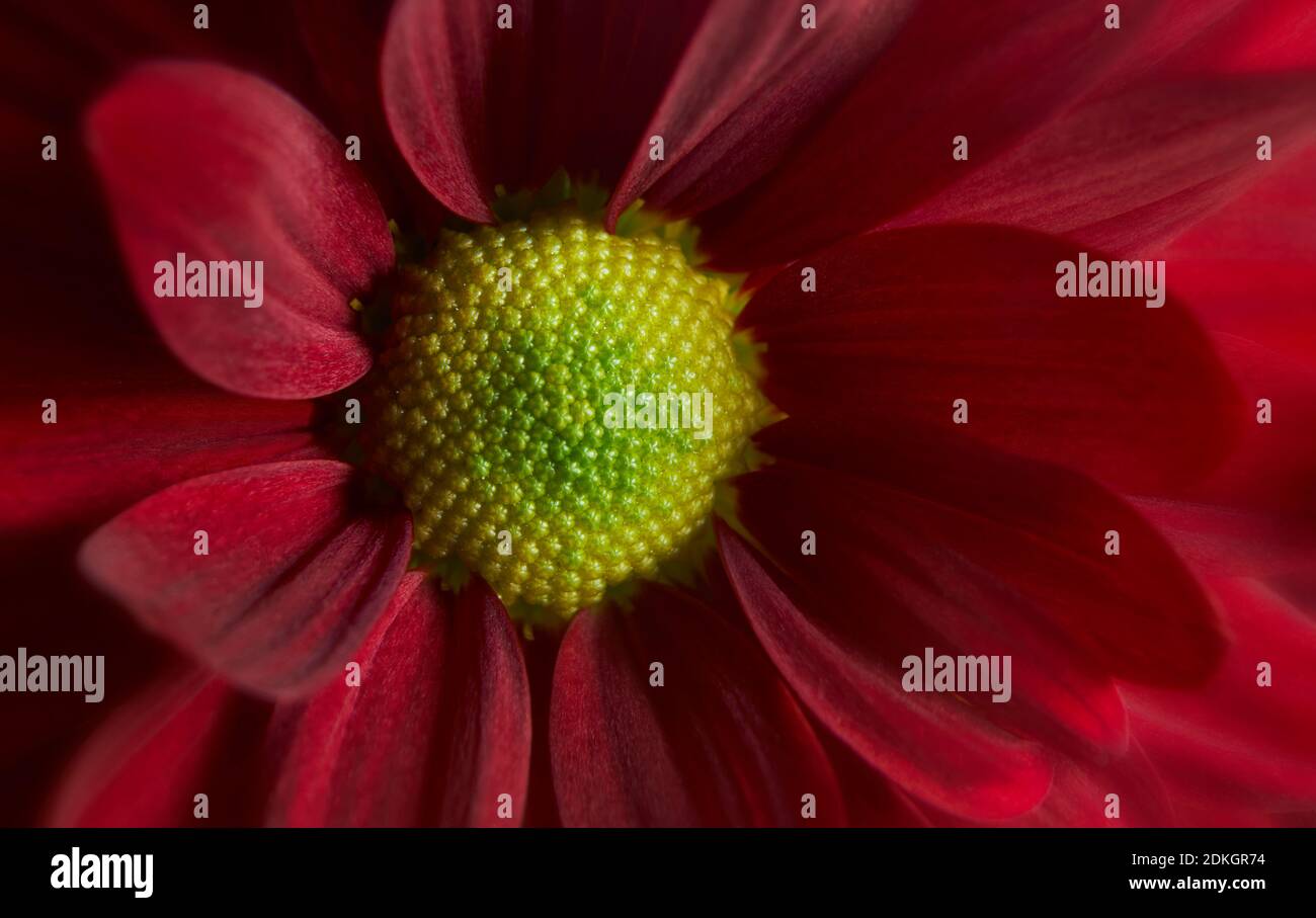 Close up photograph of red gerbera flower showing the stamen and petals Stock Photo
