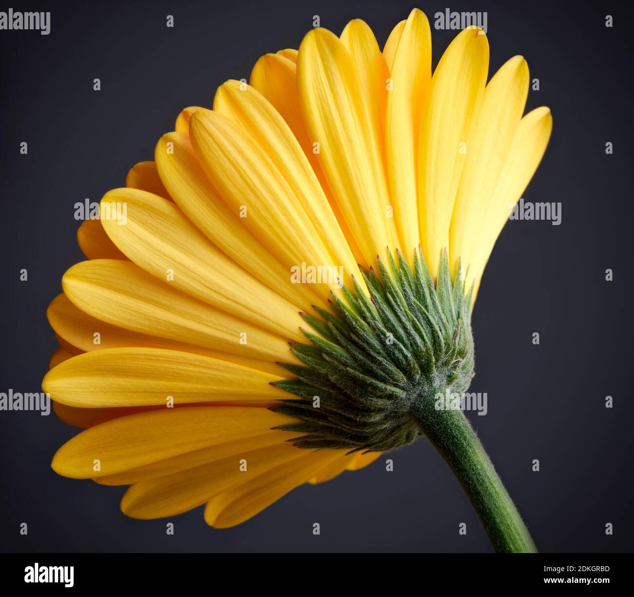 Single yellow gerbera flower from the back on a dark grey background Stock Photo