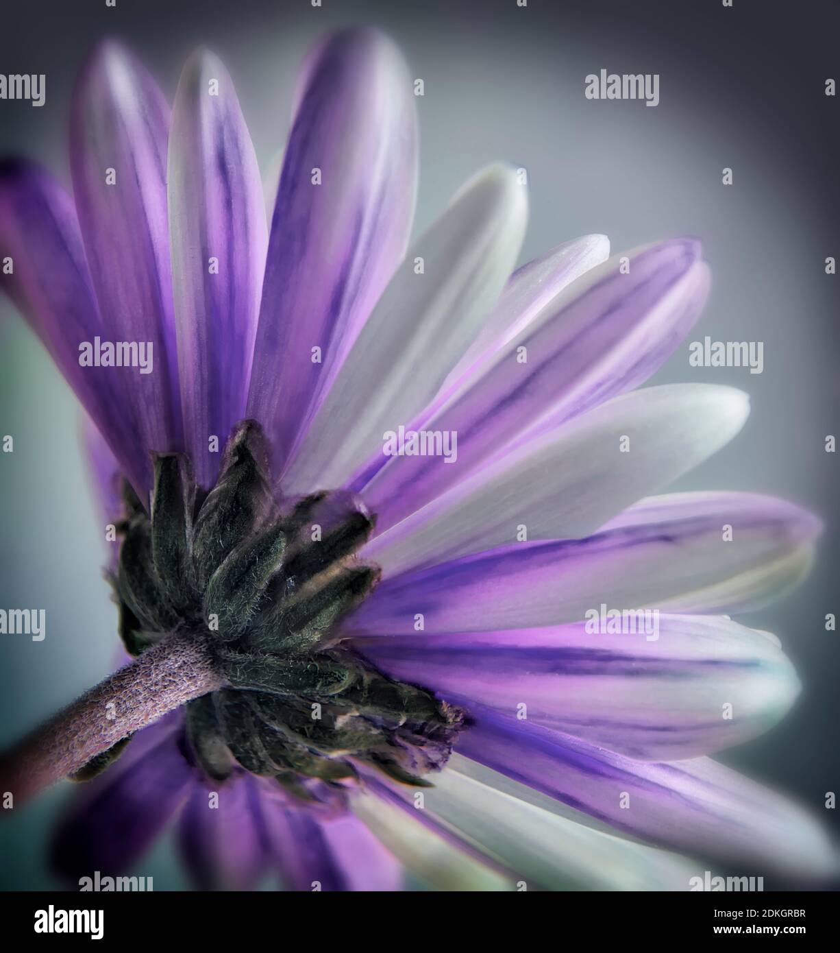 Single purple daisy gerbera flower from the back on a  grey background Stock Photo