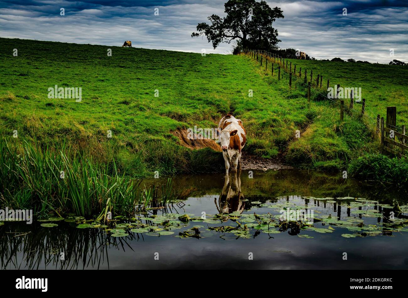 A cow stooping to take a drink from Lancaster Canal Stock Photo