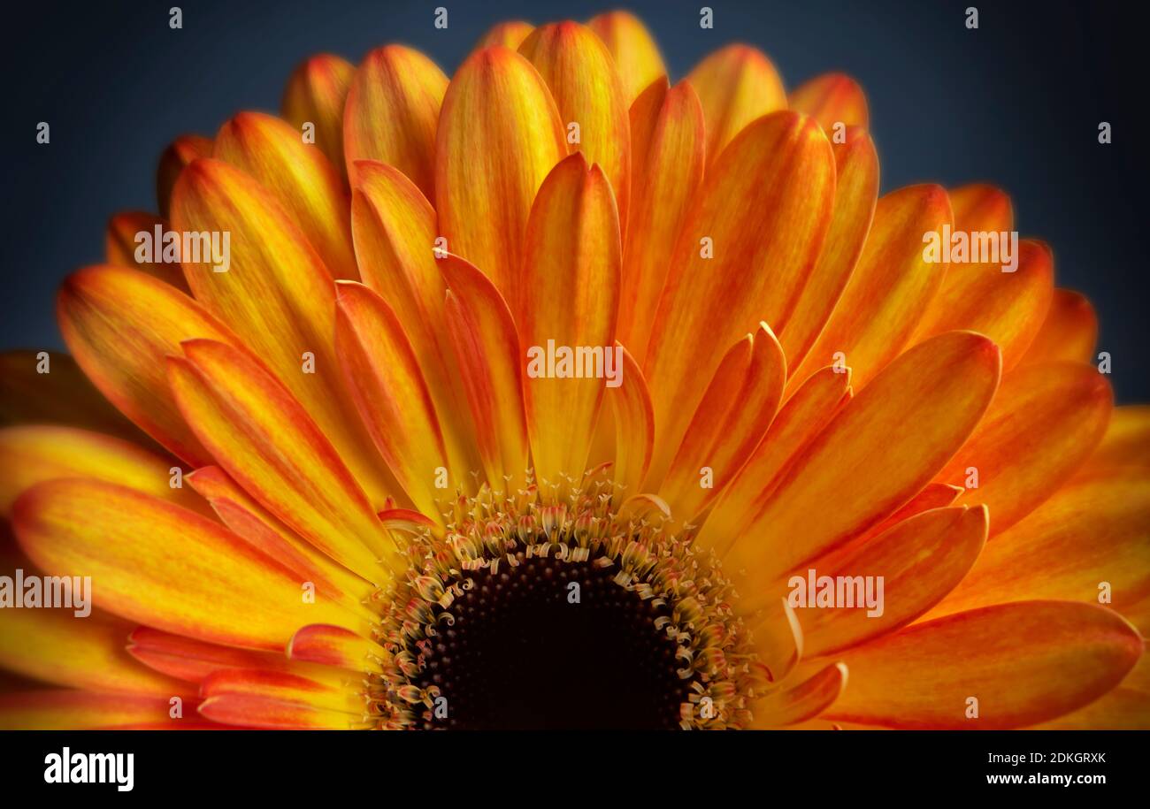 Close up photograph of orange gerbera flower showing the stamen and petals Stock Photo