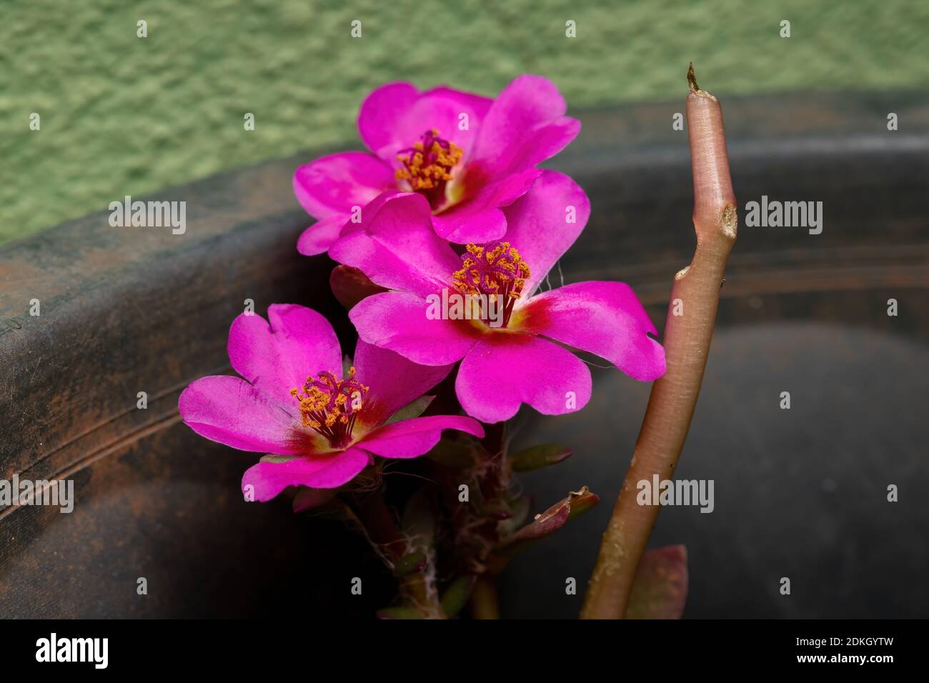 Paraguayan Purslane Flower of the species Portulaca amilis Stock Photo