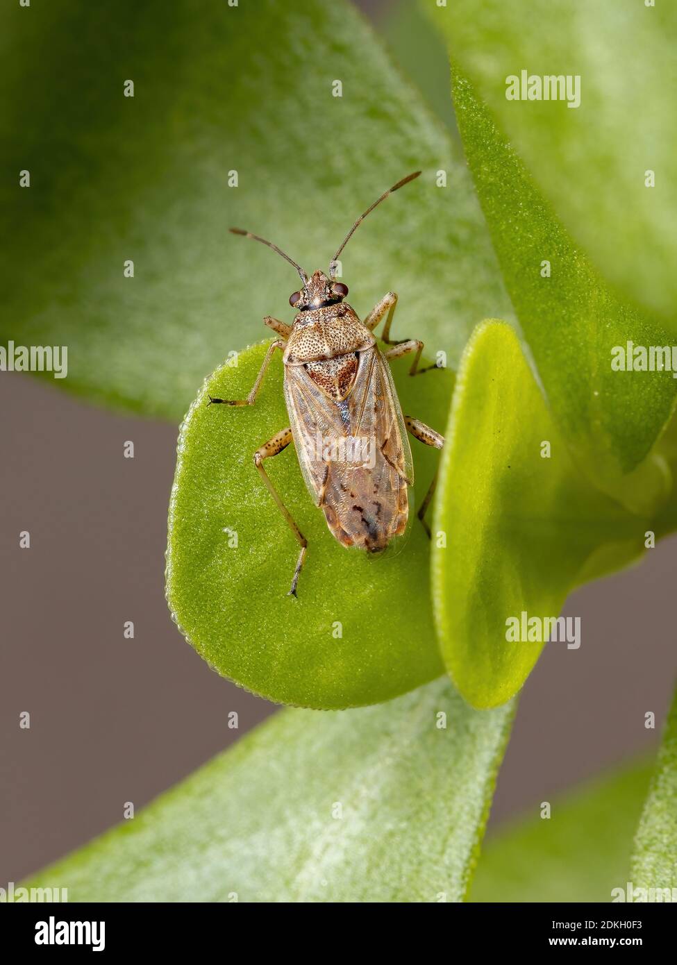 Adult Seed bug of the Subfamily Orsillinae on a Common Purslane plant of the species Portulaca oleracea Stock Photo