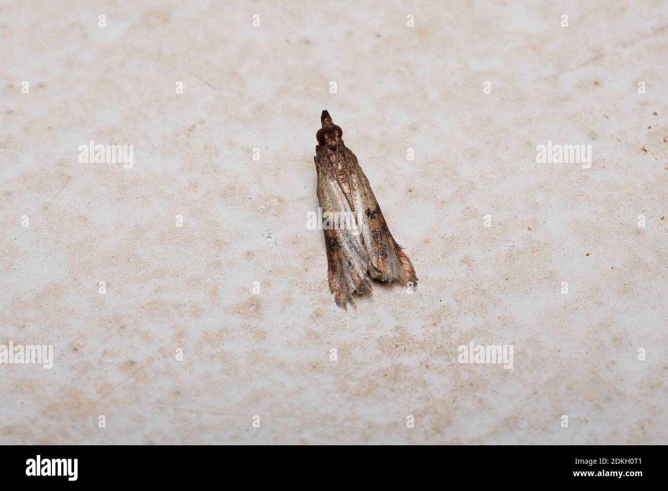 Indian meal moth hires stock photography and images Alamy