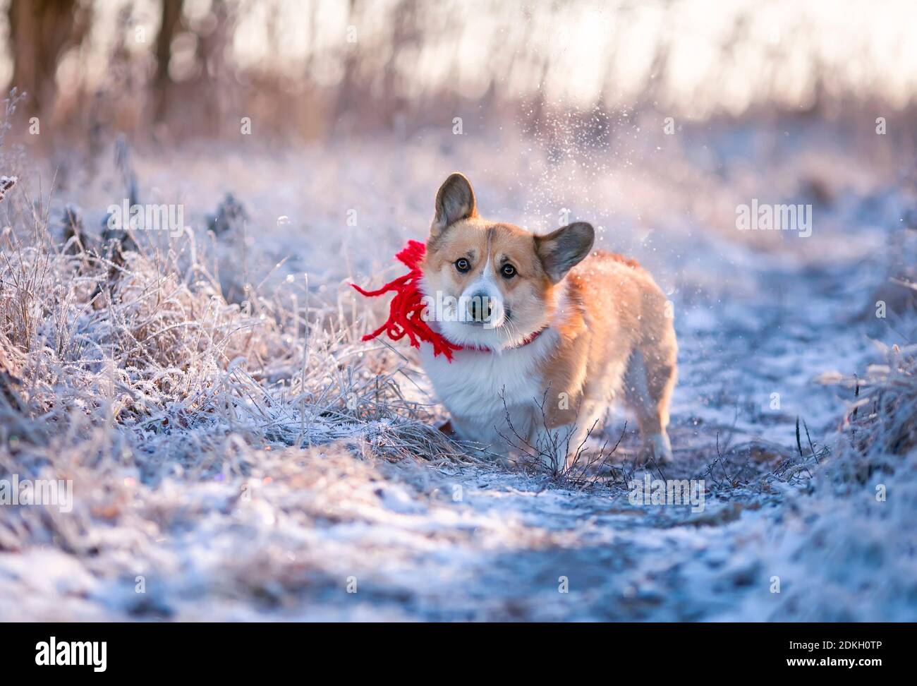Corgi scarves clearance