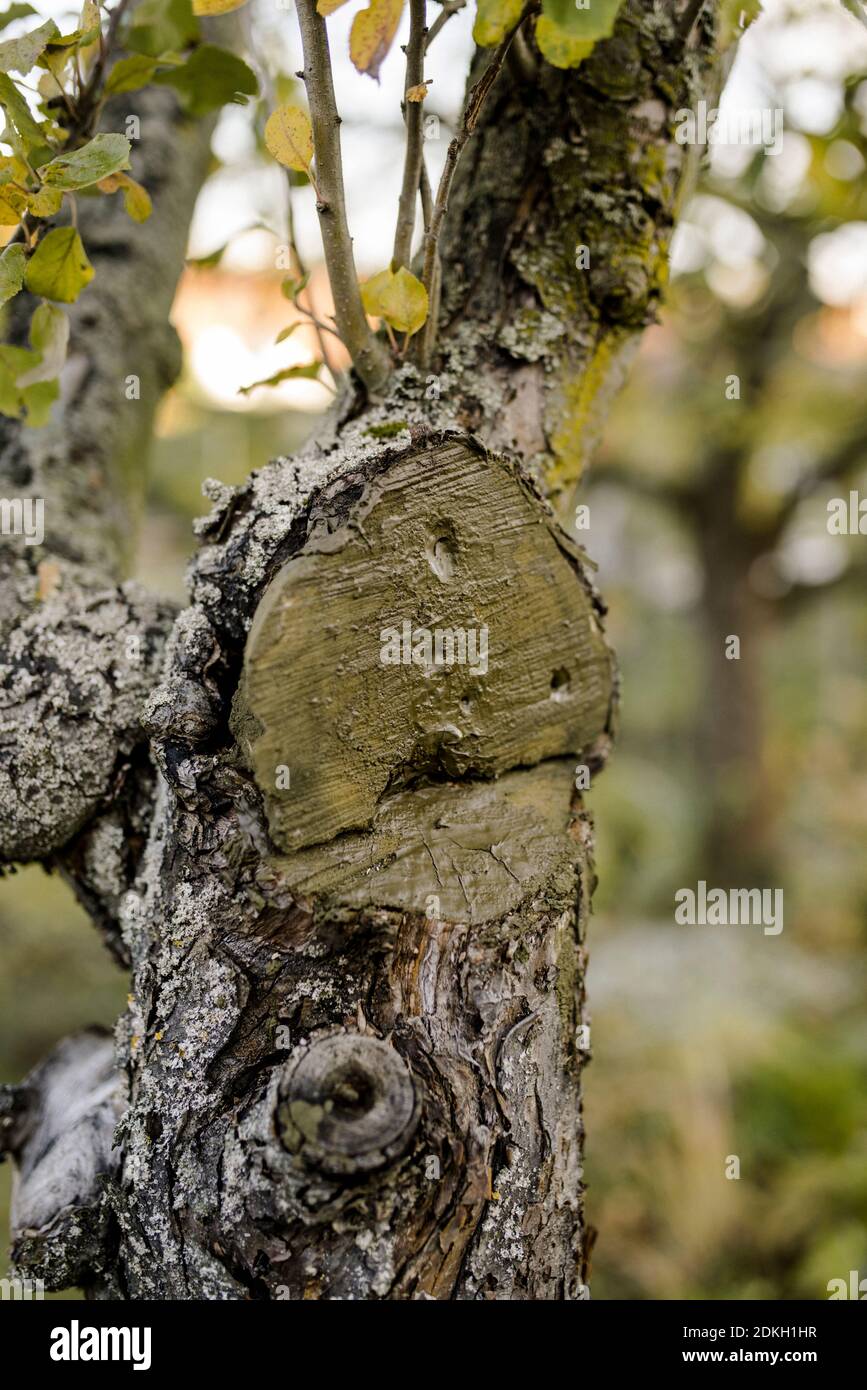 Interface of a tree treated with wound closure, pruning of an apple tree in autumn Stock Photo