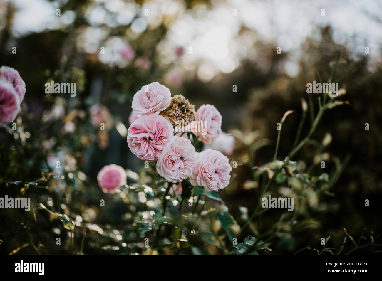 pink roses in autumn Stock Photo
