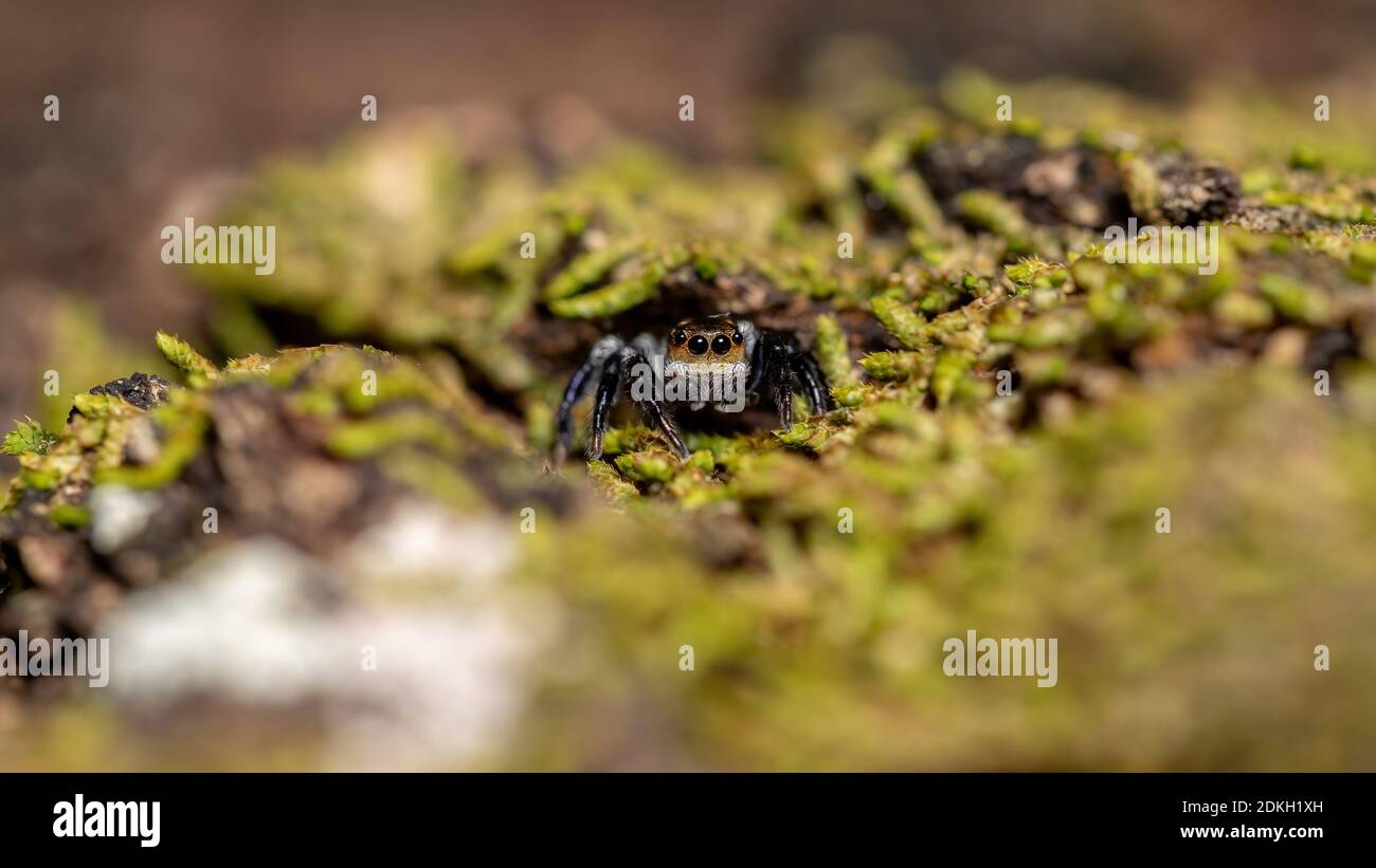 Predating Adult male jumping spider of the genus Corythalia on a trunk filled ...