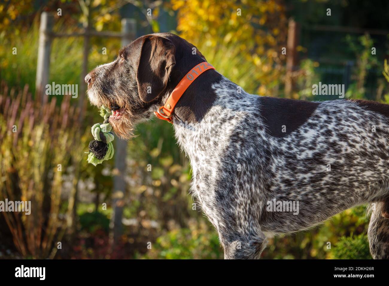 a portrait of a German Drahthaar hunting dog Stock Photo - Alamy