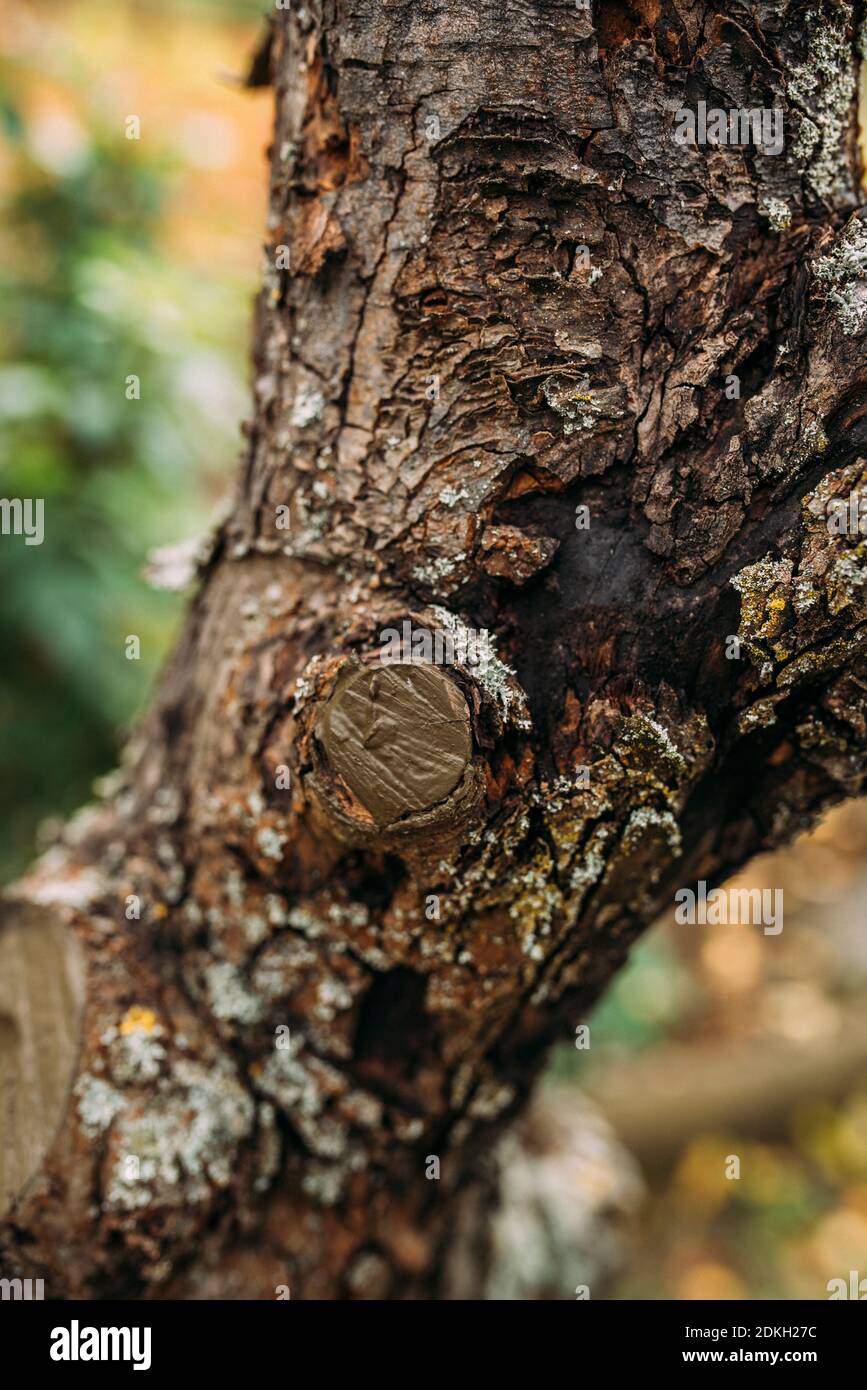 Interface of a tree treated with wound closure, pruning of an apple tree in autumn Stock Photo