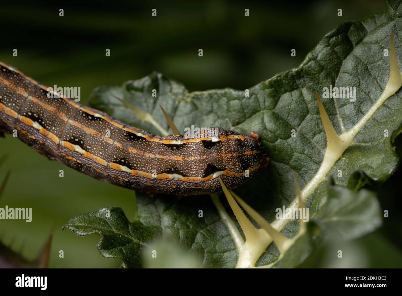Caterpillar of the species Spodoptera cosmioides eating a leaf from a plant of the genus solanum Stock Photo