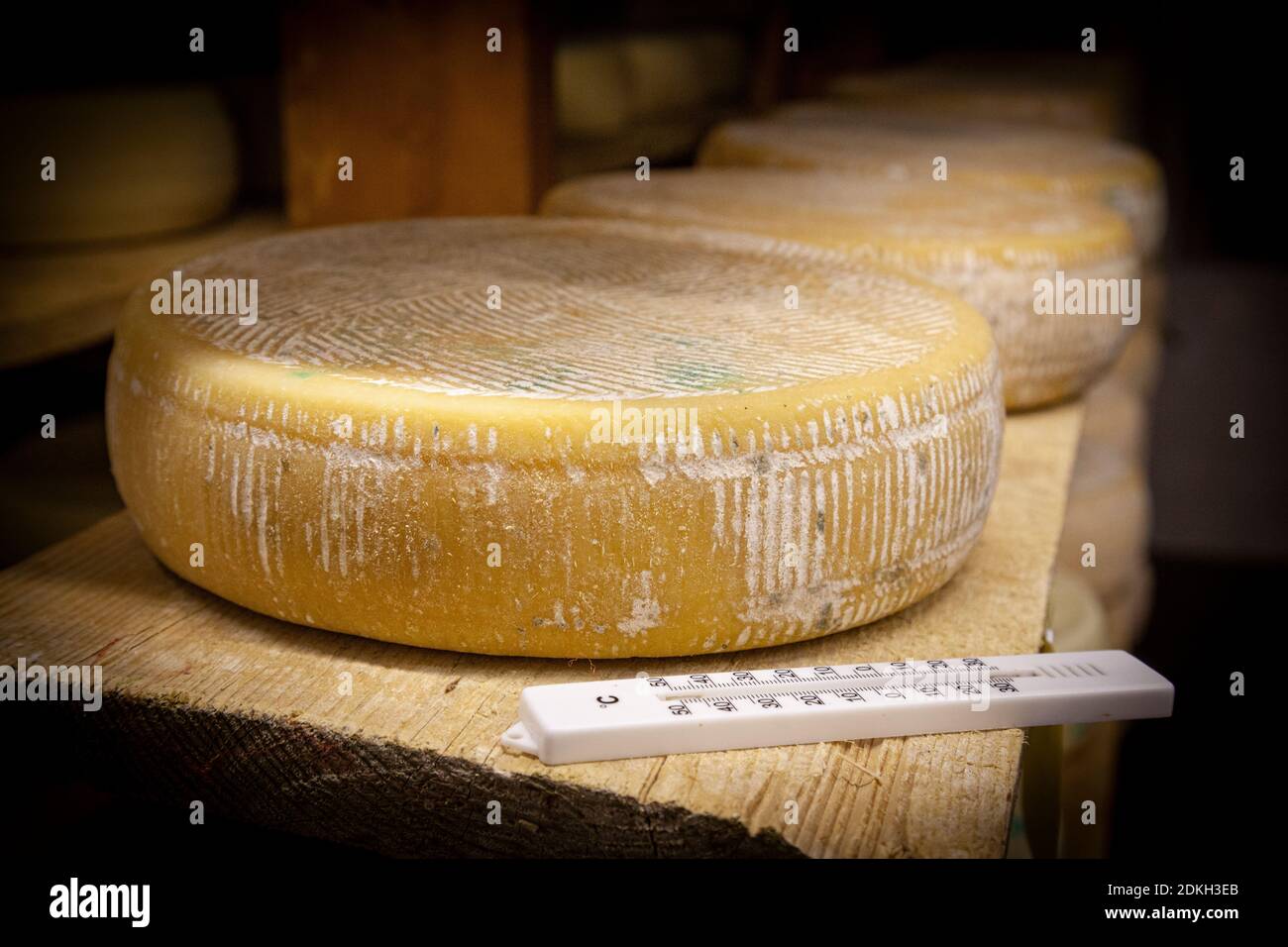 Italy, Veneto, Belluno, Seren del Grappa, typical cheeses (Morlacco and Bastardo del Grappa) in the cellar for aging Stock Photo