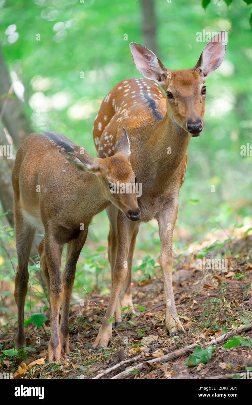 Three surprised deer, family in the woods Stock Photo Alamy