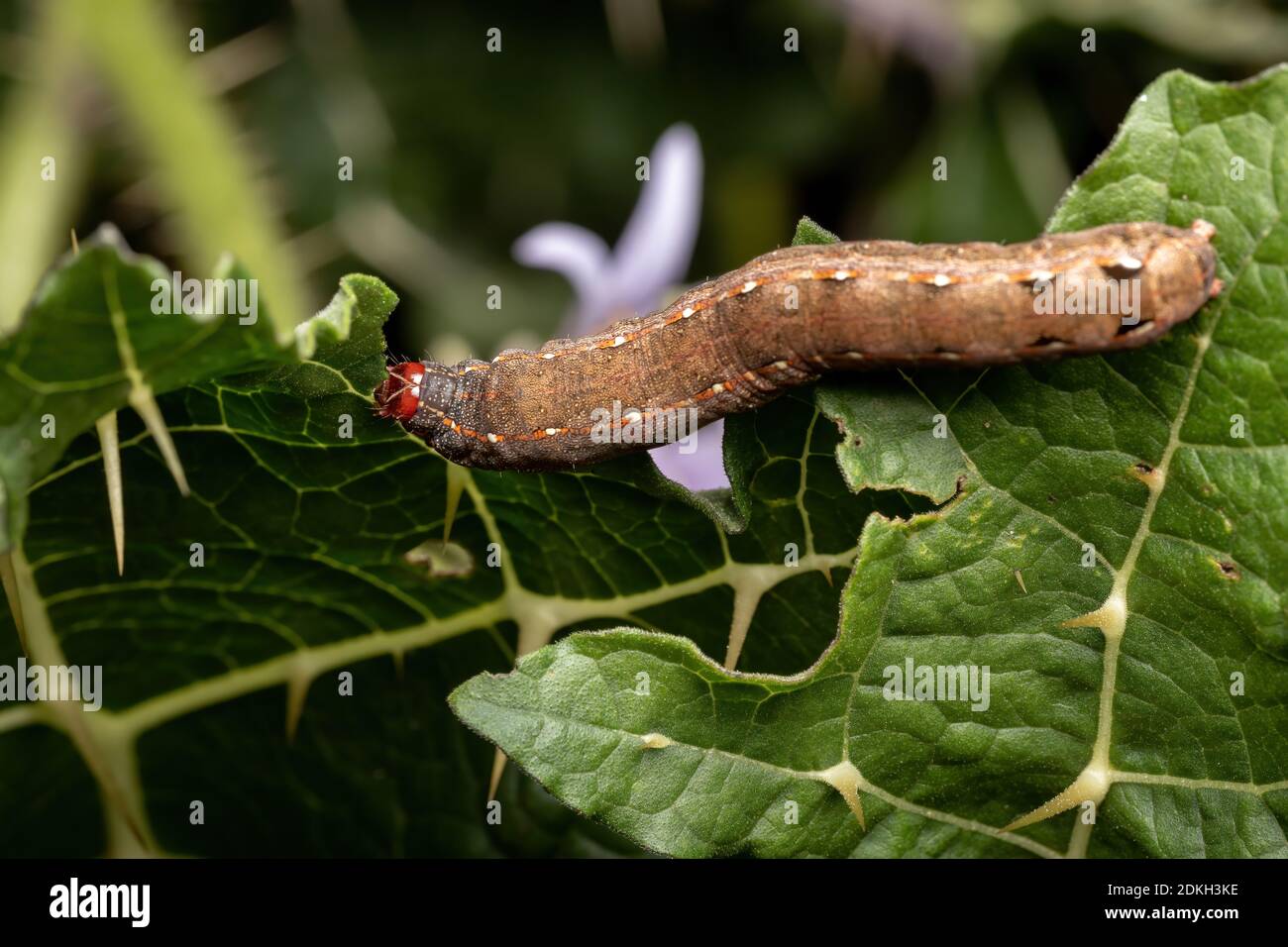 Caterpillar of the species Spodoptera cosmioides eating a leaf from a plant of the genus solanum Stock Photo