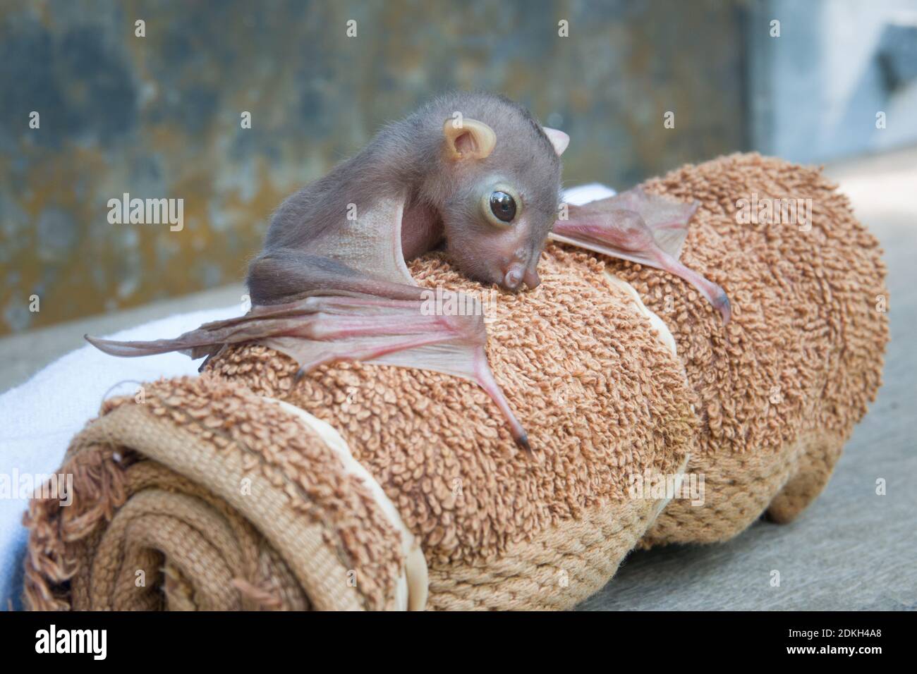 Orphaned Eastern tubenosed bat (Nyctimene robinsoni) in care