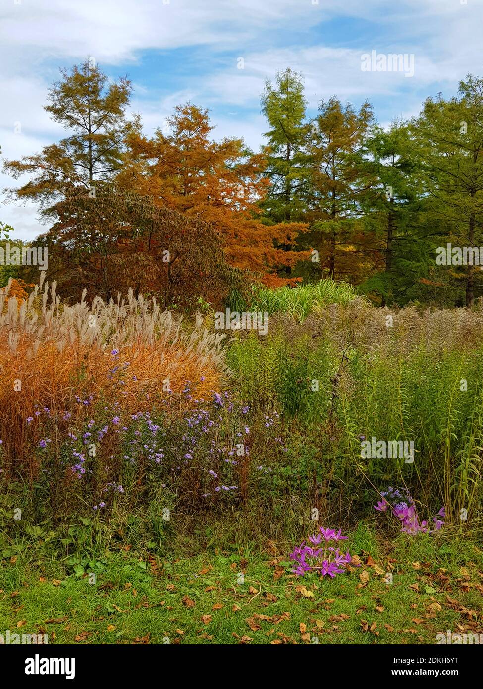 Westpark, autumn, tall, colorful grass, trees, lots of autumn leaves Stock Photo