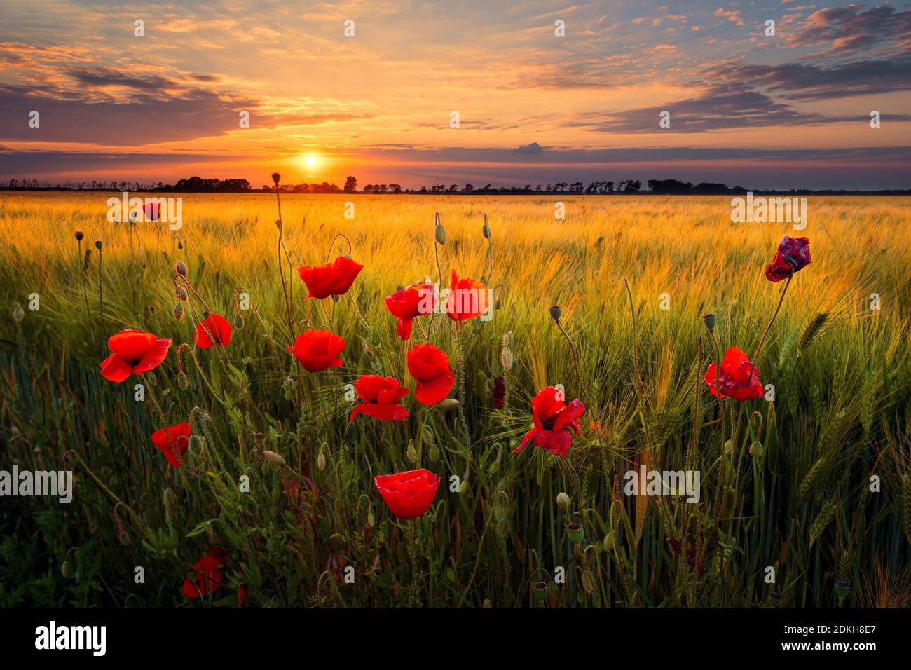 Poppy fields field of flowering poppies land hires stock photography