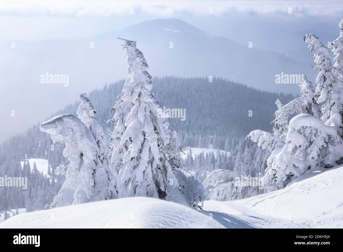 Winter landscape. Christmas wonderland. High mountaint. Meadow covered with frost trees in the snowdrifts. Forest. Wallpaper background. Stock Photo